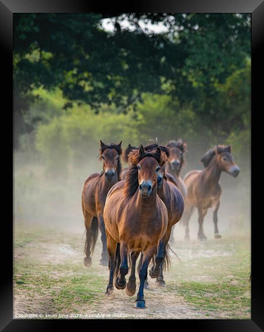 Hoses Galloping  Framed Print by kevin long