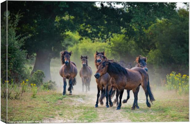 Wild horses putting the brakes on  Canvas Print by kevin long