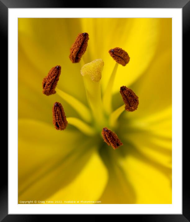 Lily Asiatic Classic Joy Framed Mounted Print by Craig Yates