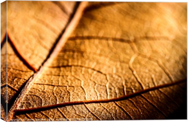 Abstract Leaf Canvas Print by Drew Gardner
