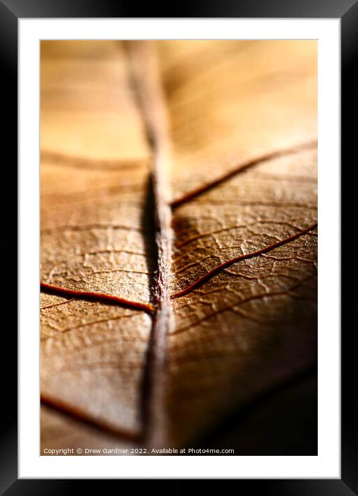 Abstract Leaf Framed Mounted Print by Drew Gardner