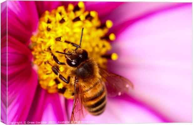 Bee Pollinating Cosmos Flower Canvas Print by Drew Gardner