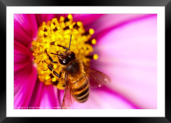 Bee Pollinating Cosmos Flower Framed Mounted Print by Drew Gardner