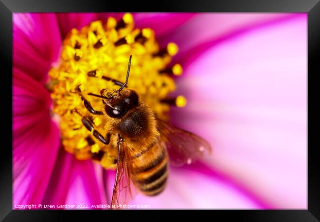 Bee Pollinating Cosmos Flower Framed Print by Drew Gardner