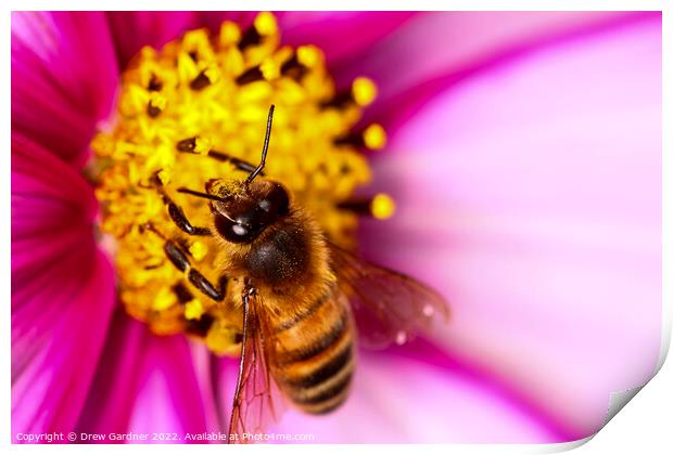 Bee Pollinating Cosmos Flower Print by Drew Gardner