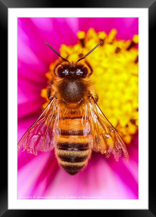 Bee Pollinating Cosmos Flower Framed Mounted Print by Drew Gardner
