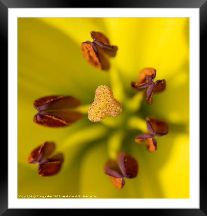 Lily Asiatic Classic Joy. Framed Mounted Print by Craig Yates