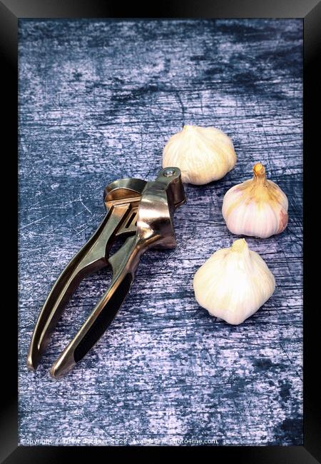 Garlic Framed Print by Drew Gardner