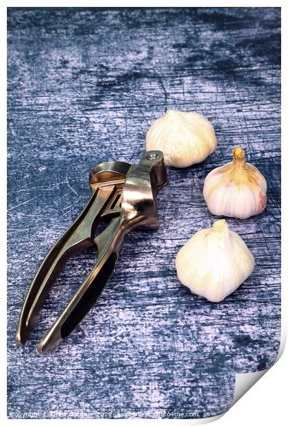 Garlic Print by Drew Gardner