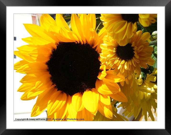 Sunflowers Framed Mounted Print by Linsey Williams
