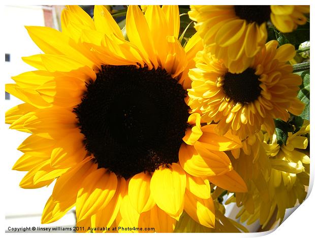 Sunflowers Print by Linsey Williams
