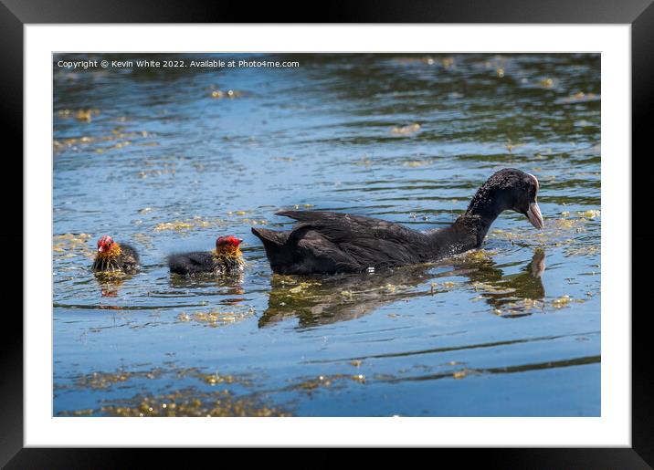 Coot with two fluffy chicks Framed Mounted Print by Kevin White