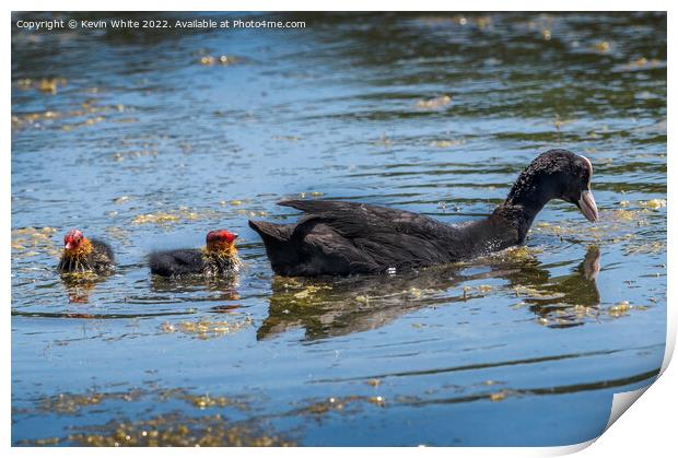 Coot with two fluffy chicks Print by Kevin White