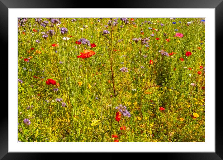Wildflower meadow Framed Mounted Print by jim Hamilton