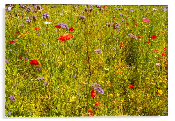 Wildflower meadow Acrylic by jim Hamilton