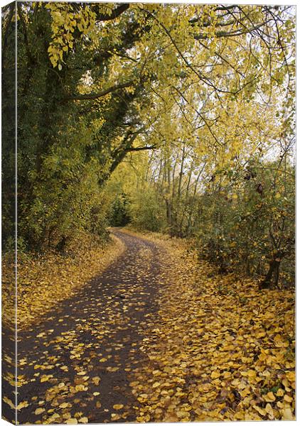 A road less travelled Canvas Print by Gary Eason
