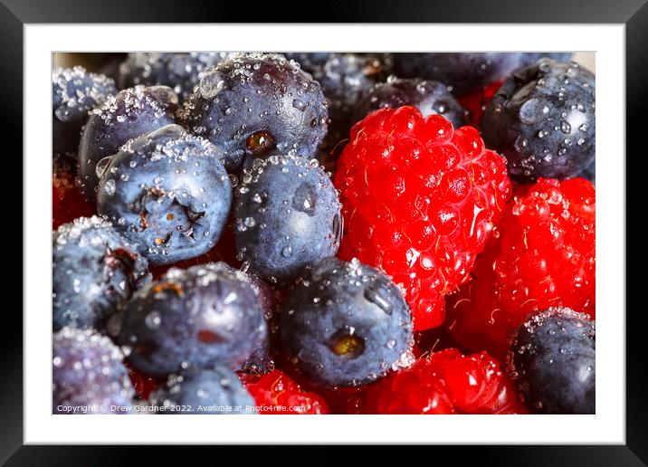 Berries  Framed Mounted Print by Drew Gardner