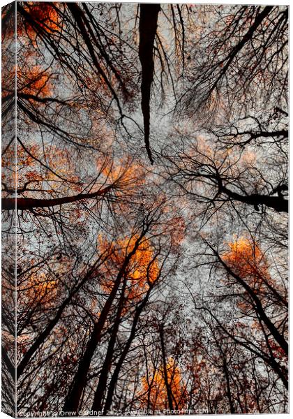 Autumn Leaves  Canvas Print by Drew Gardner