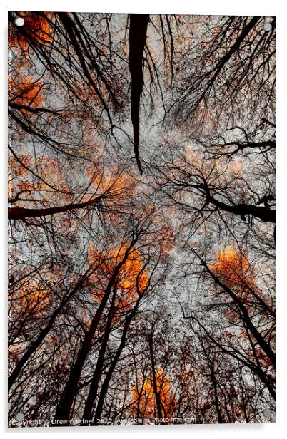 Autumn Leaves  Acrylic by Drew Gardner