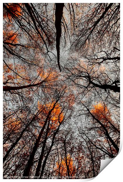 Autumn Leaves  Print by Drew Gardner