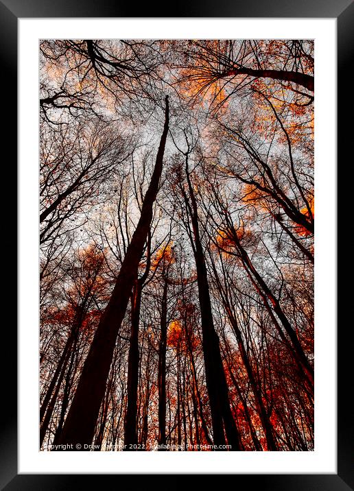 Autumn Trees Framed Mounted Print by Drew Gardner