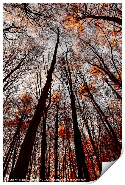 Autumn Trees Print by Drew Gardner