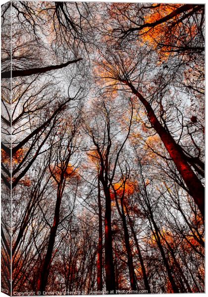 Autumn Trees Canvas Print by Drew Gardner