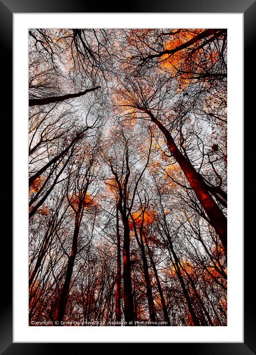 Autumn Trees Framed Mounted Print by Drew Gardner
