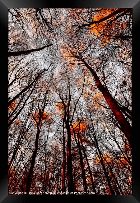 Autumn Trees Framed Print by Drew Gardner