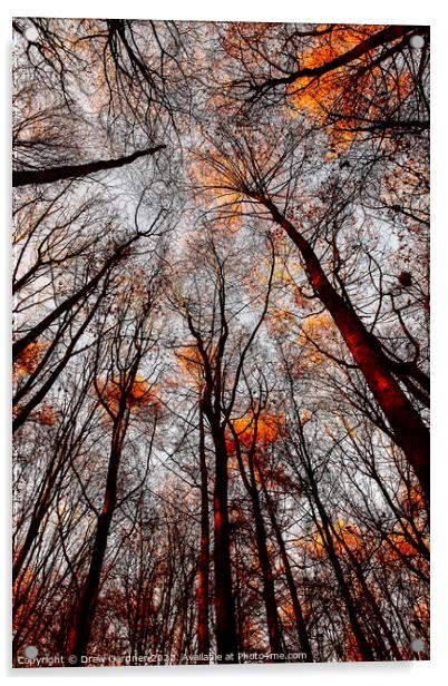 Autumn Trees Acrylic by Drew Gardner