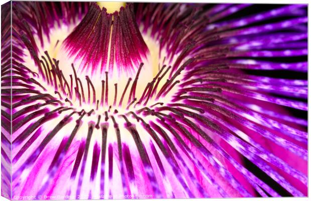 Passion Flower Canvas Print by Drew Gardner