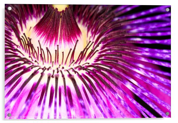 Passion Flower Acrylic by Drew Gardner