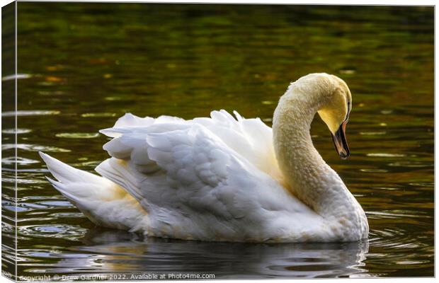 White Swan Canvas Print by Drew Gardner