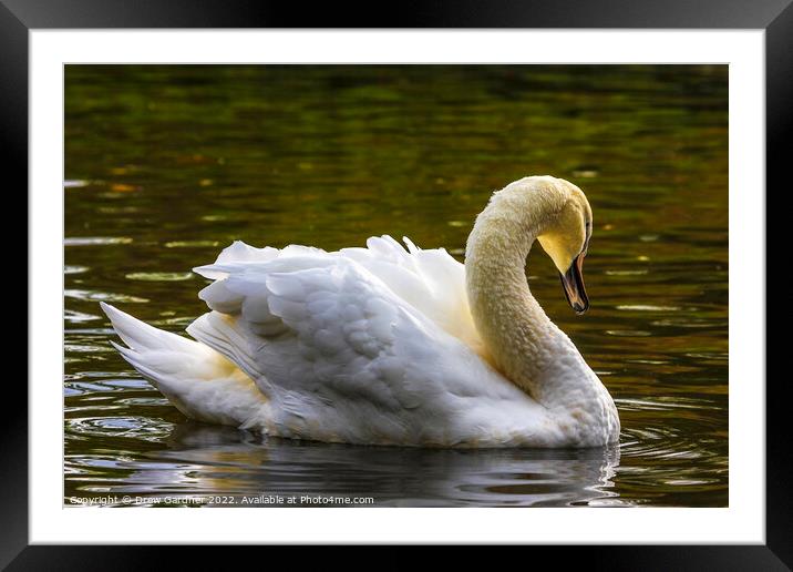 White Swan Framed Mounted Print by Drew Gardner