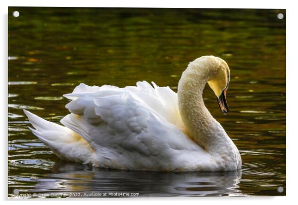 White Swan Acrylic by Drew Gardner