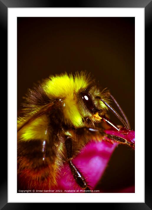 Bee Framed Mounted Print by Drew Gardner