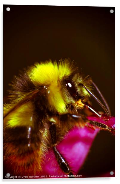 Bee Acrylic by Drew Gardner
