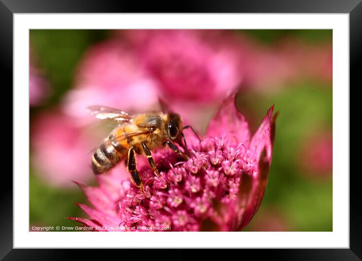 Bee Pollinating  Framed Mounted Print by Drew Gardner