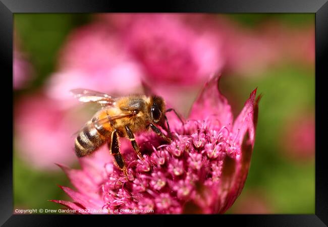 Bee Pollinating  Framed Print by Drew Gardner