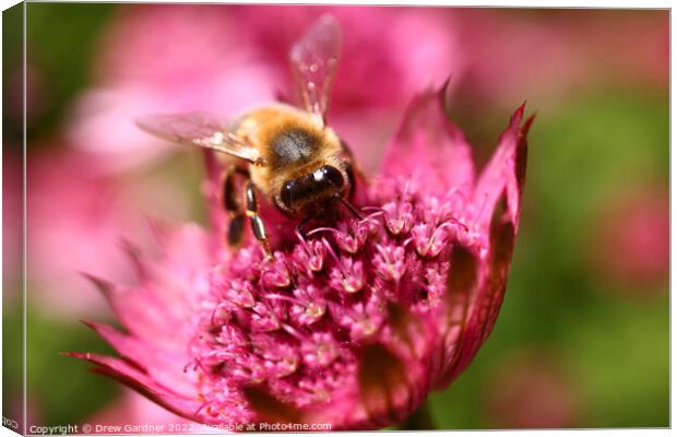 Bee Pollinating  Canvas Print by Drew Gardner