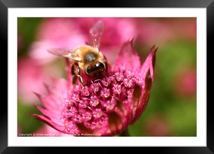 Bee Pollinating  Framed Mounted Print by Drew Gardner
