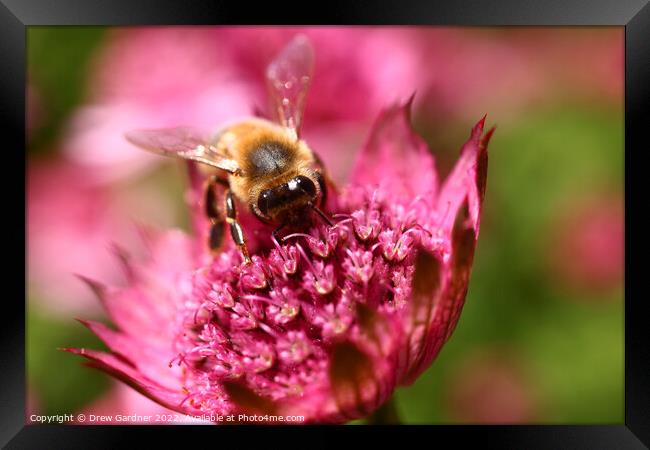 Bee Pollinating  Framed Print by Drew Gardner
