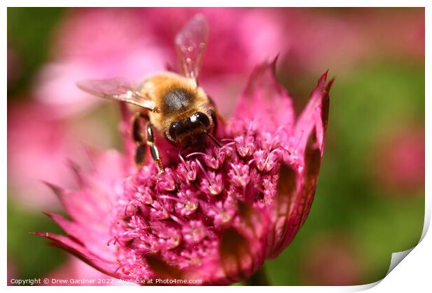 Bee Pollinating  Print by Drew Gardner