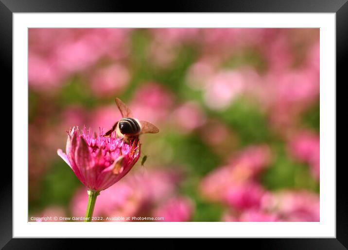 Bee Pollinating Framed Mounted Print by Drew Gardner