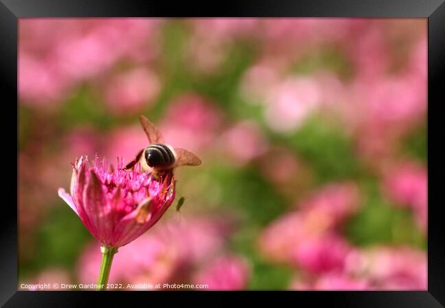 Bee Pollinating Framed Print by Drew Gardner