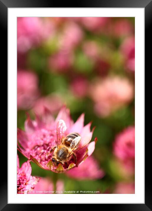 Bee Pollinating Framed Mounted Print by Drew Gardner