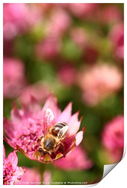 Bee Pollinating Print by Drew Gardner