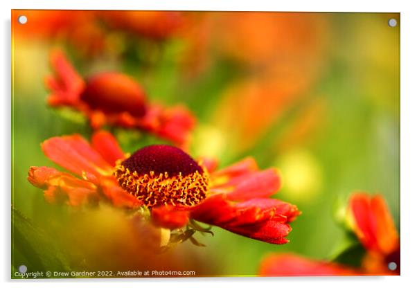 Rudbeckia Flowers  Acrylic by Drew Gardner