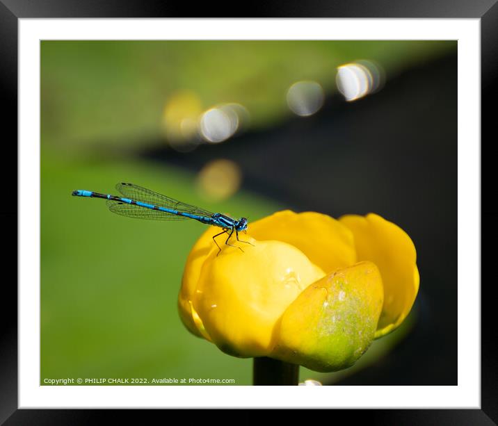 Damselfly in blue 739  Framed Mounted Print by PHILIP CHALK