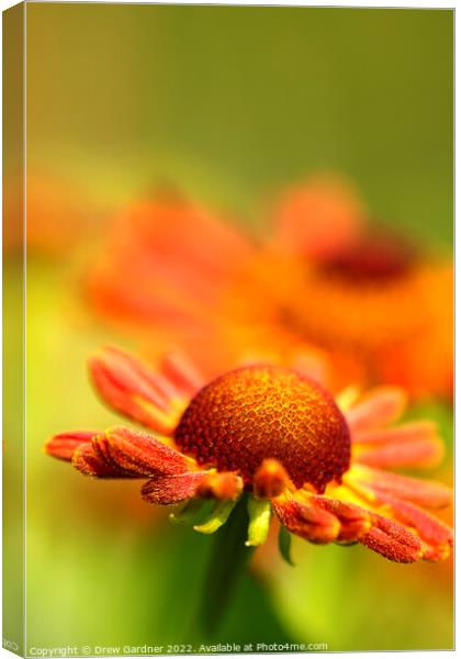 Rudbeckia Flowers  Canvas Print by Drew Gardner